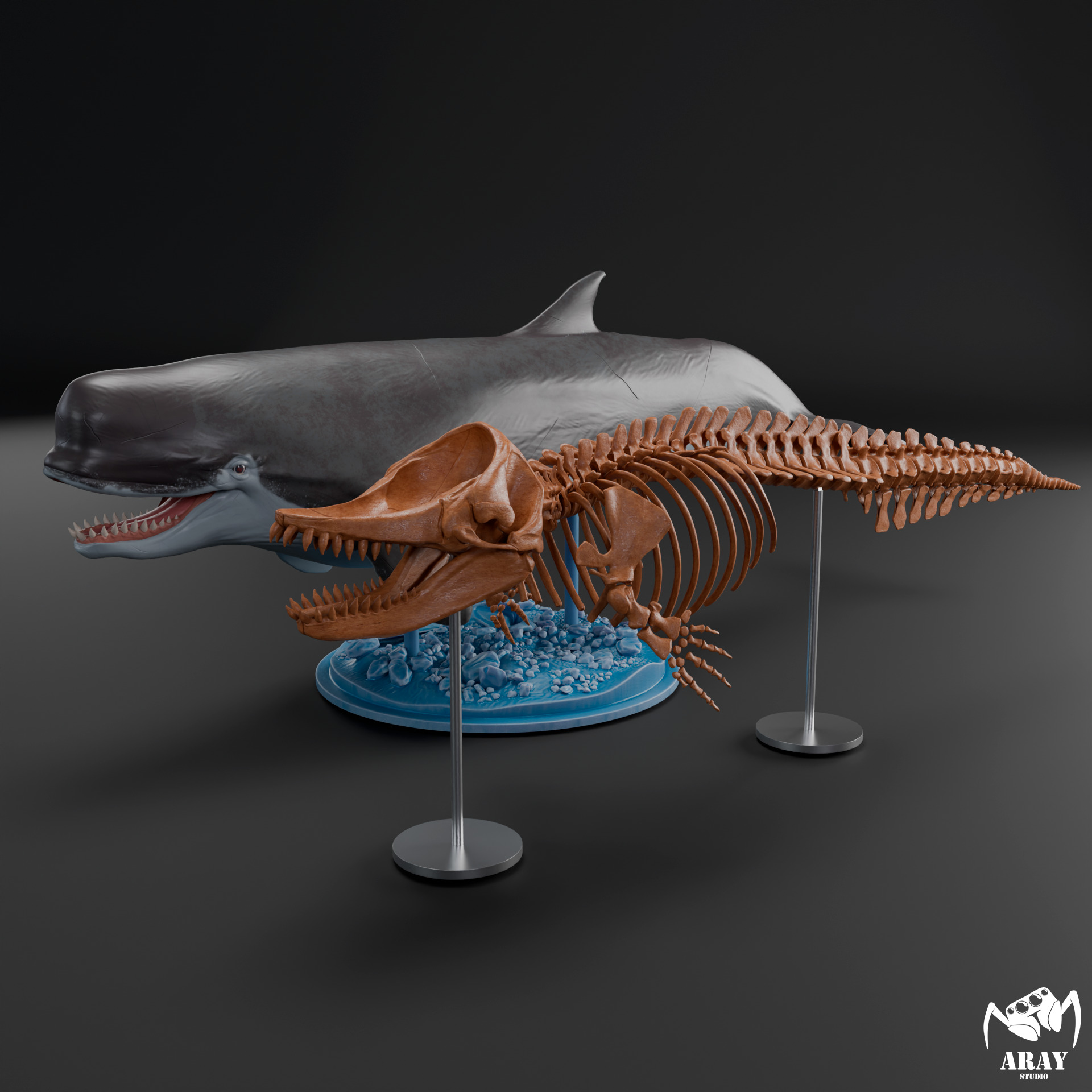Livyatan melvillei skeleton 3D print model_19