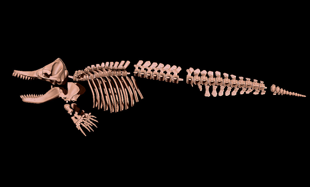Livyatan melvillei skeleton 3D print model_15
