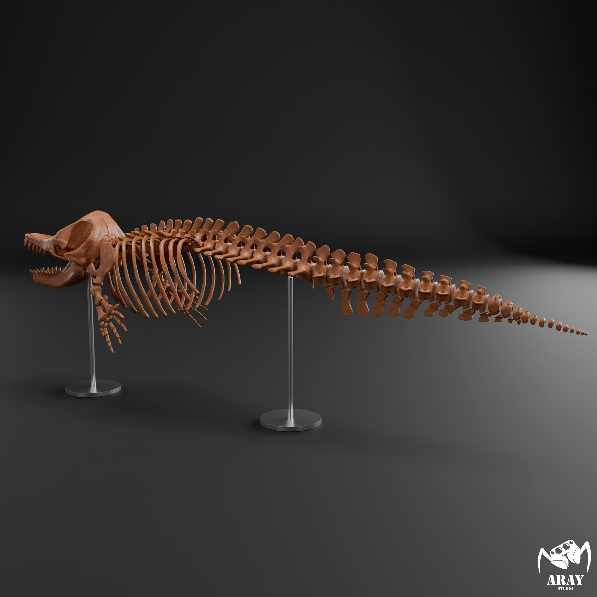 Livyatan melvillei skeleton 3D print model_5