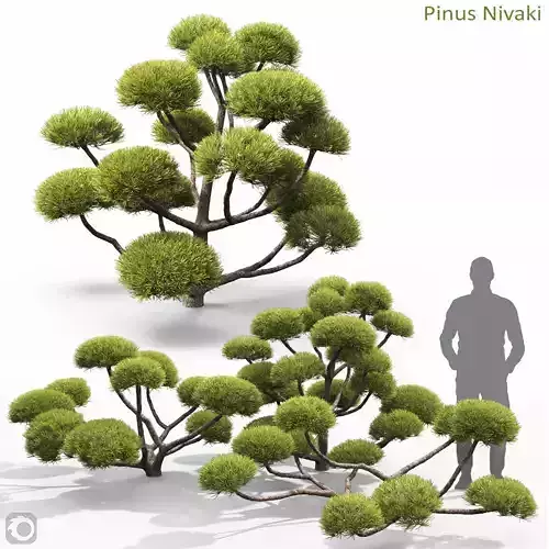 Pinus Nivaki 01
