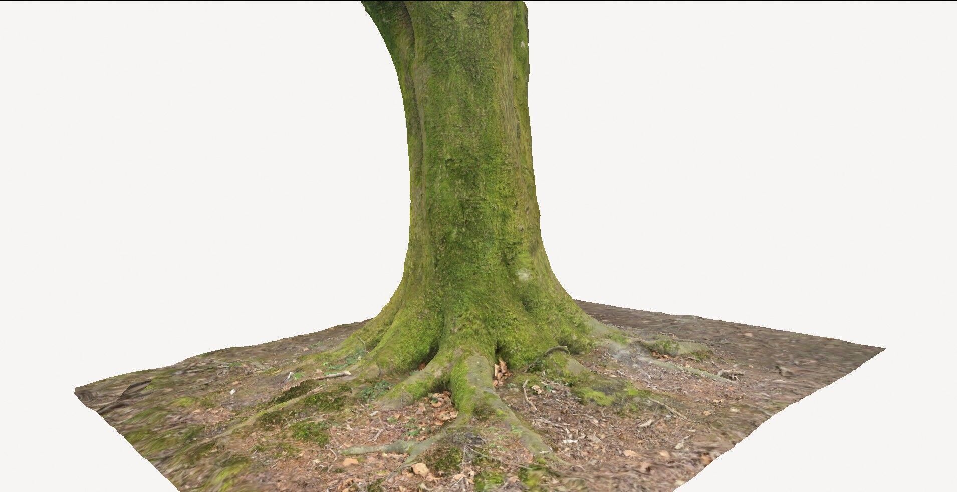 Tree Base 1 3D model_1