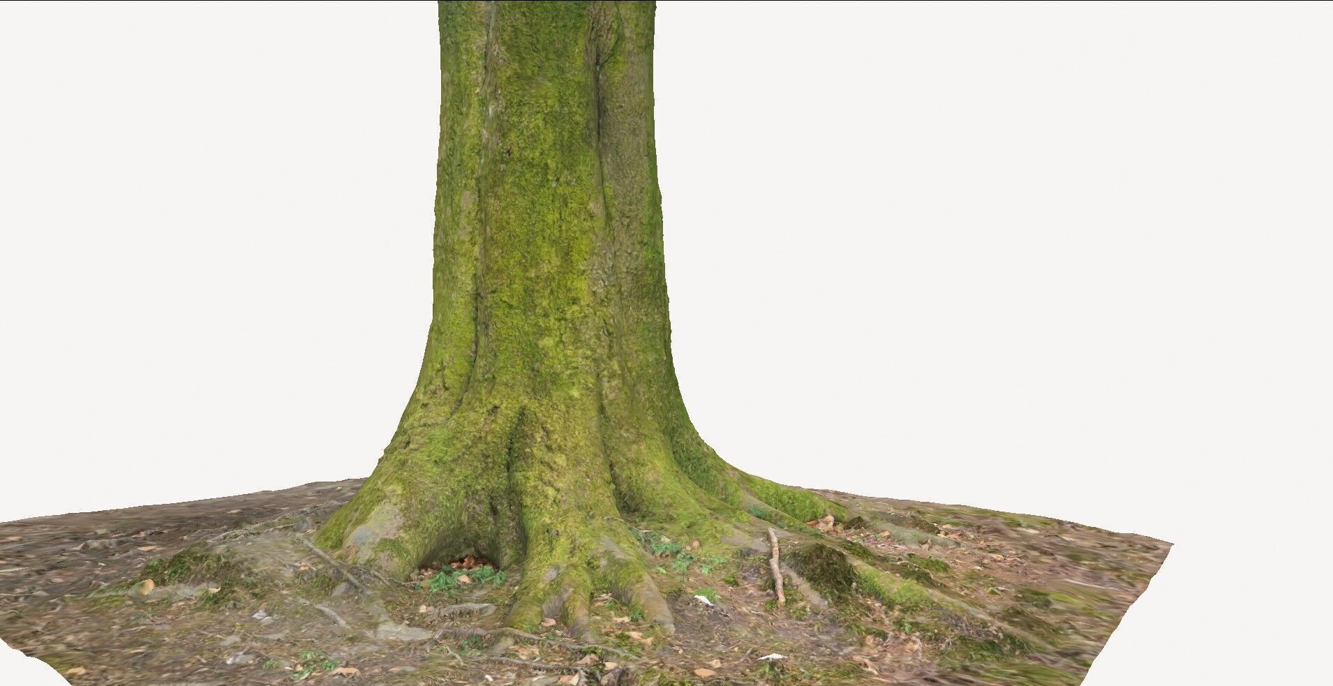 Tree Base 1 3D model_2