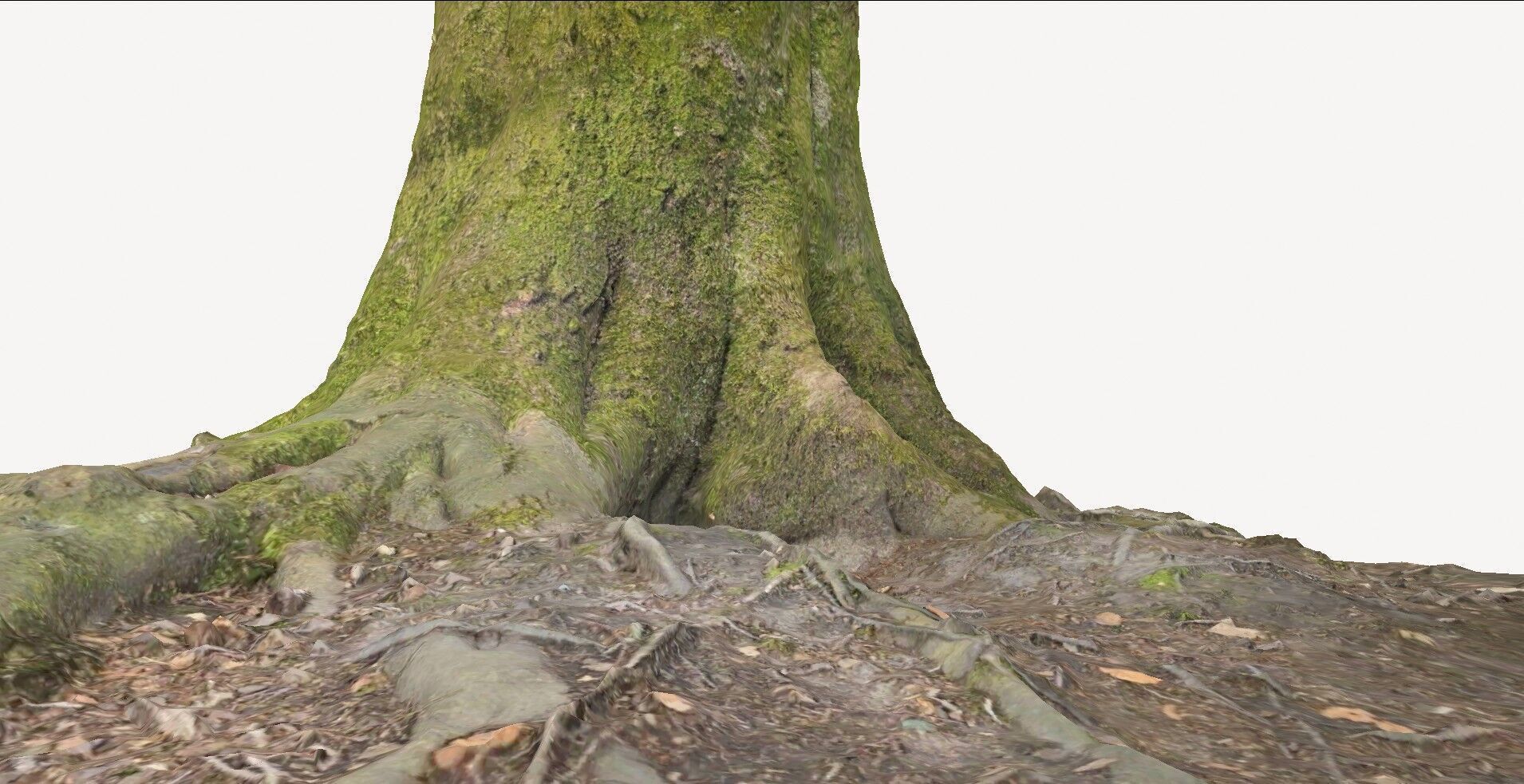 Tree Base 1 3D model_5