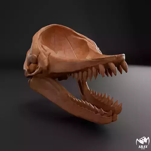 Livyatan melvillei skull