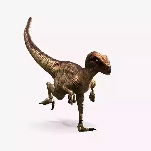 Velociraptor