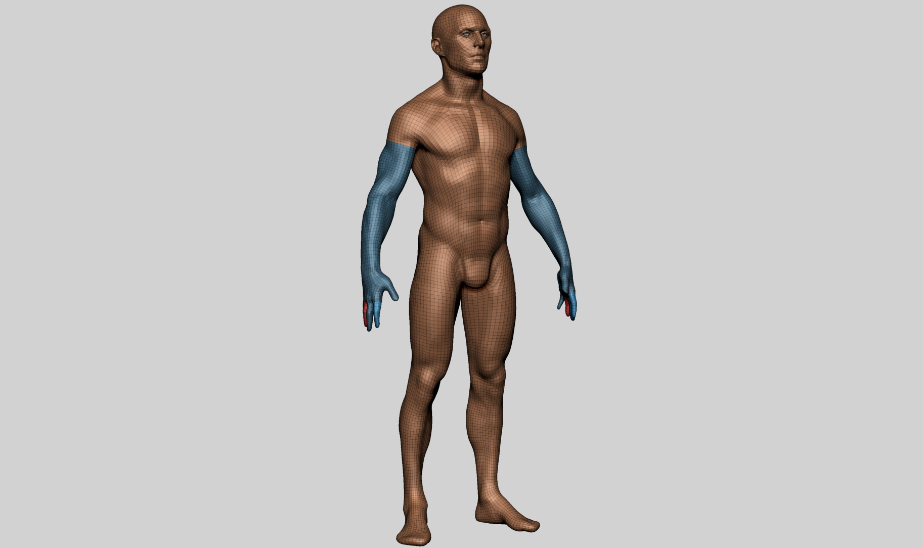 Human Anatomy - Male B 3D model_13