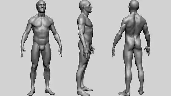 Human Anatomy - Male B 3D model