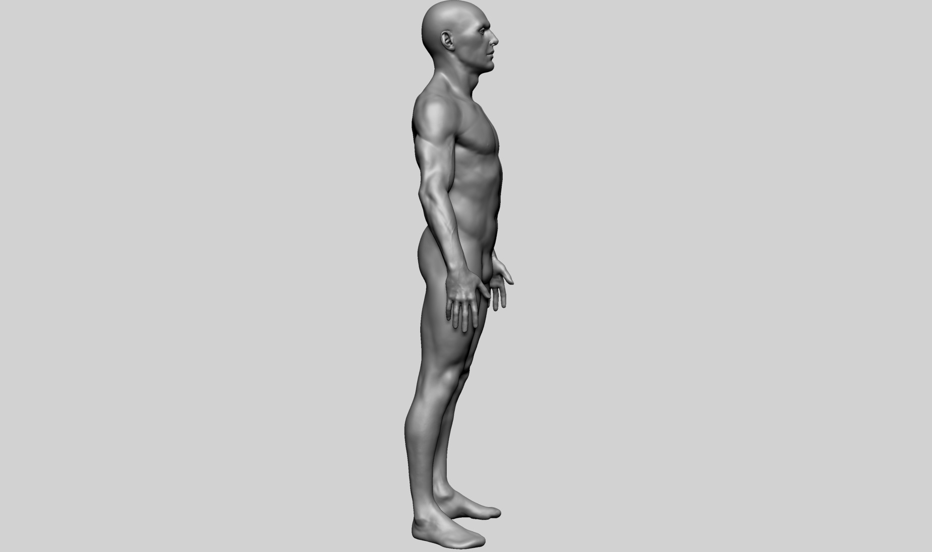 Human Anatomy - Male B 3D model_4