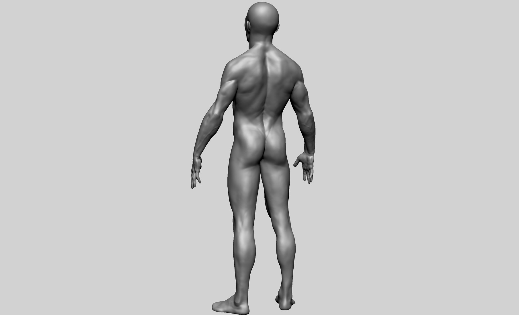 Human Anatomy - Male B 3D model_2