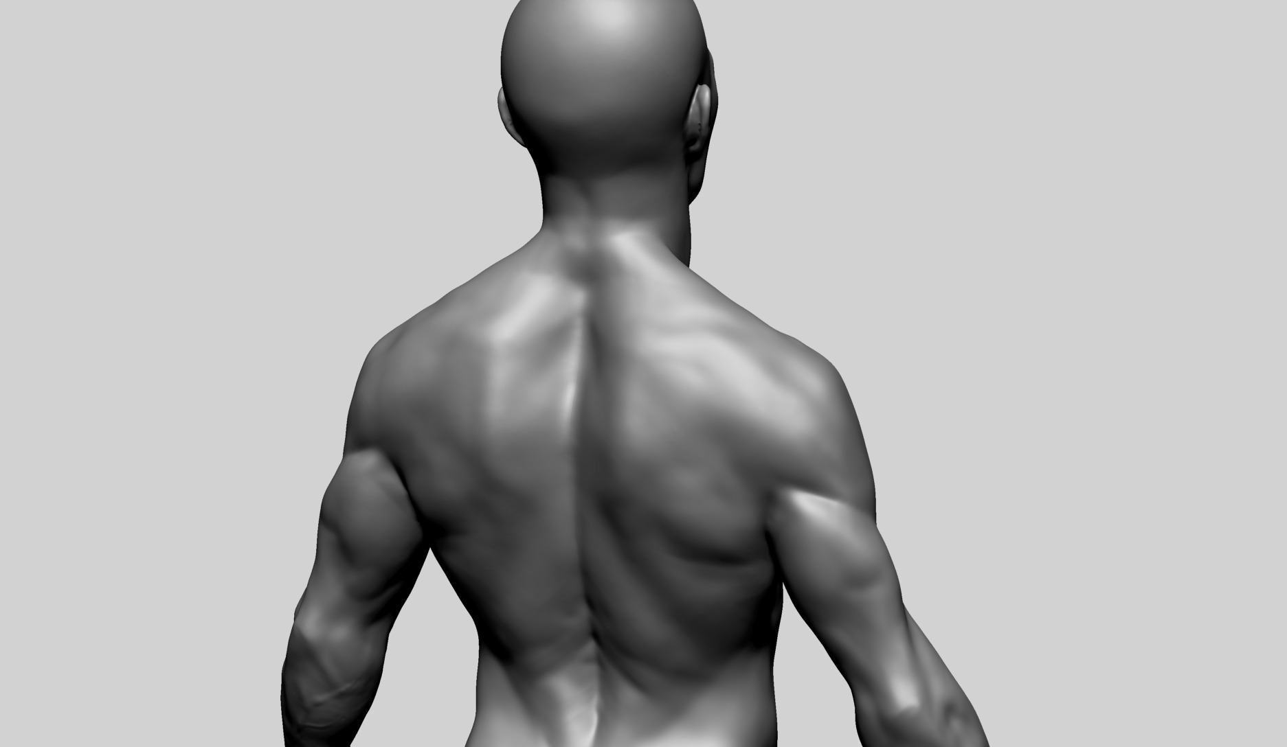 Human Anatomy - Male B 3D model_10