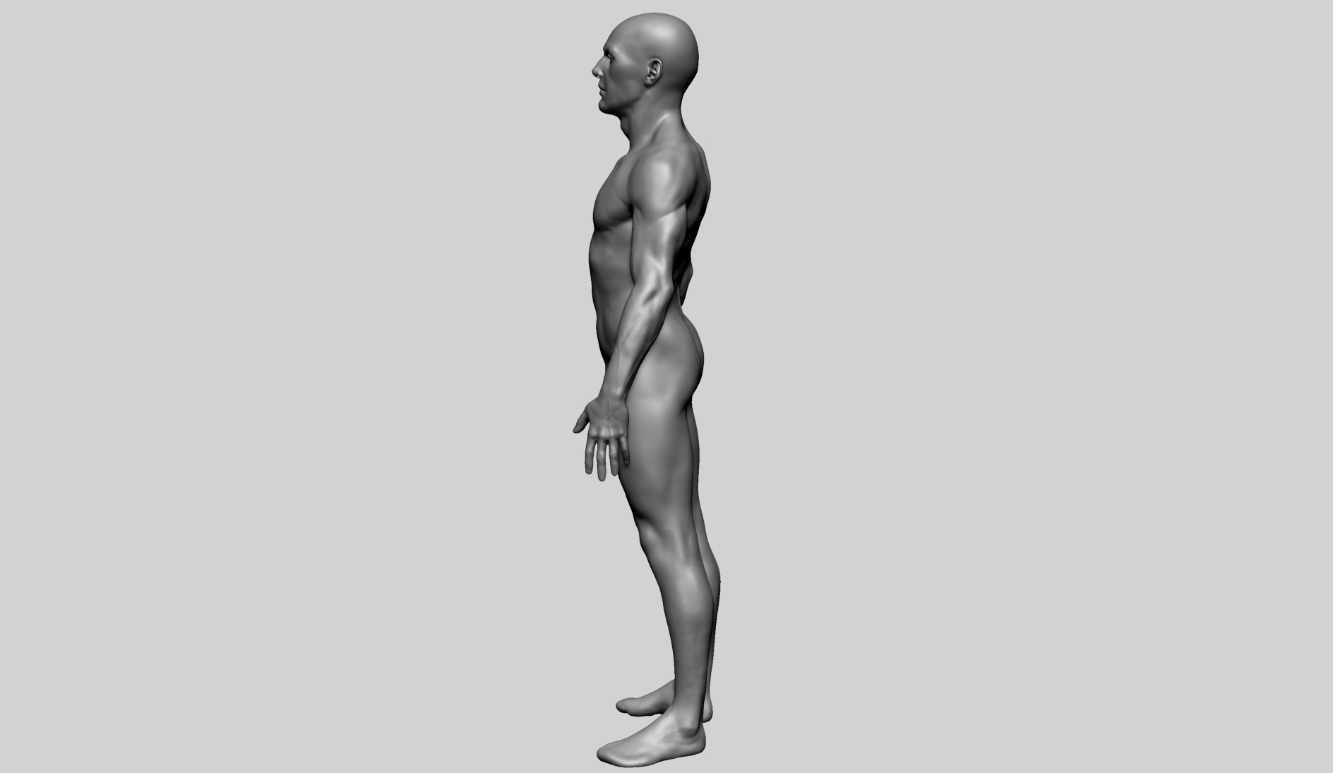 Human Anatomy - Male B 3D model_7