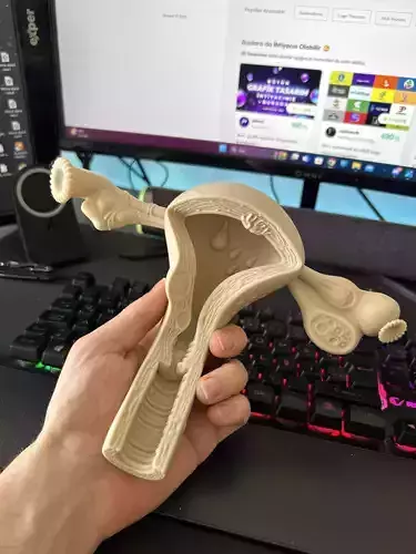 Uterus STL print files