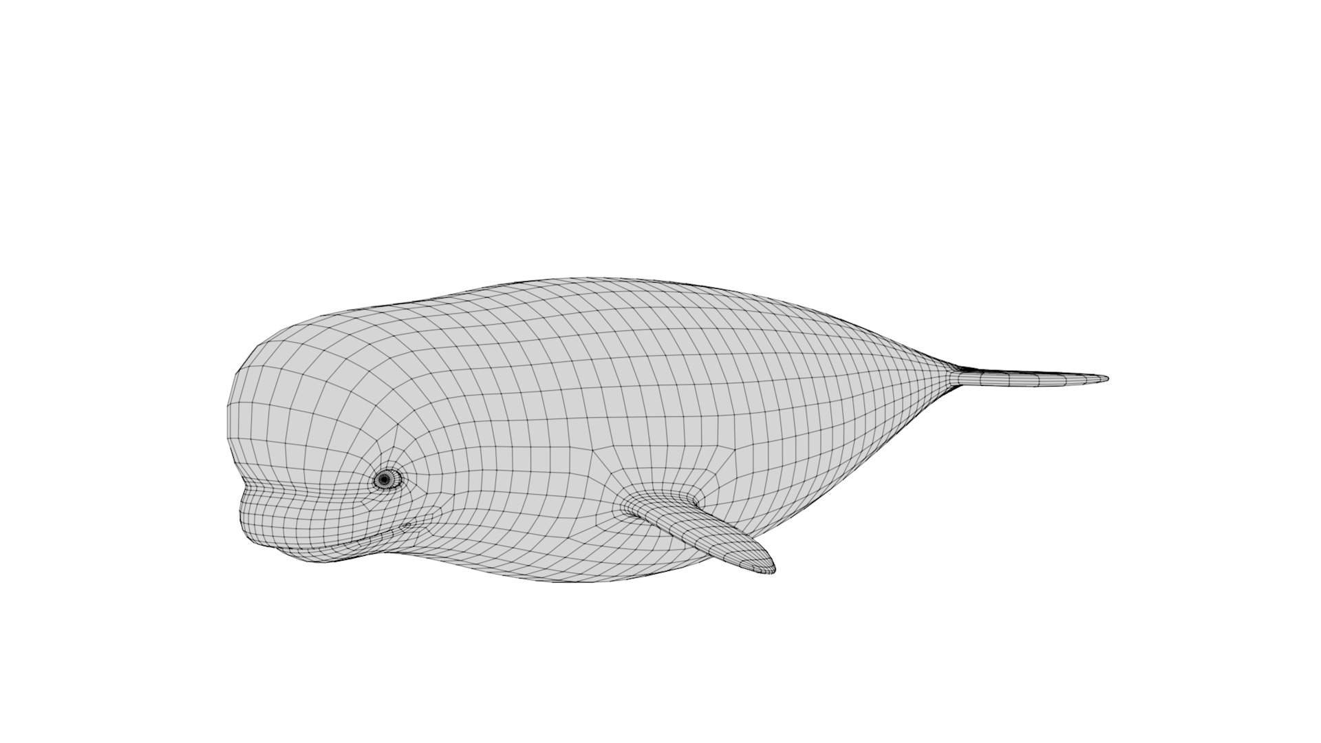 Rigged Cartoon Beluga Whale 3D model_7