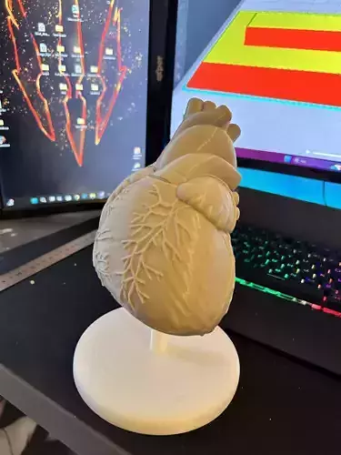 heart anatomy model