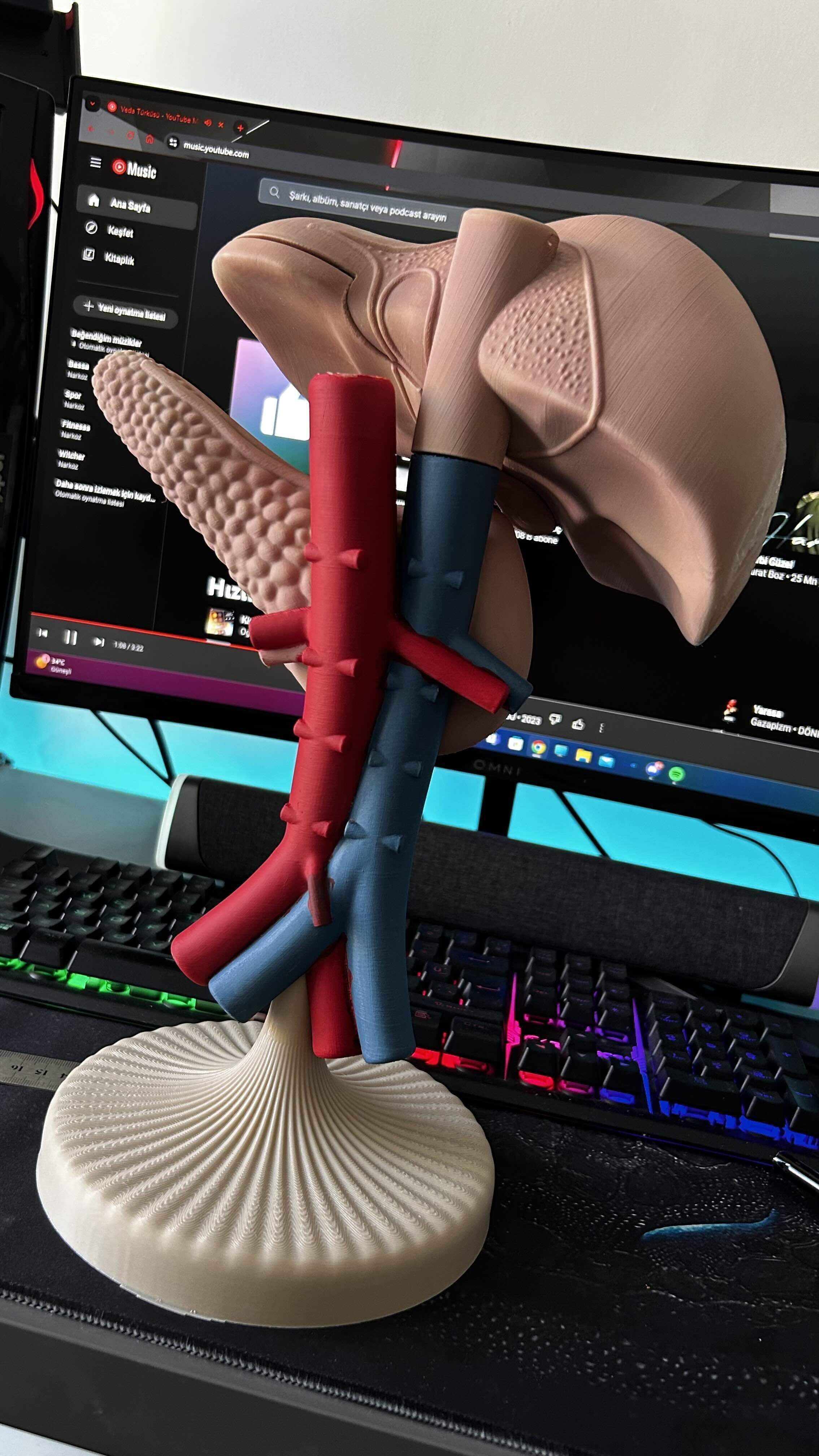 liver pancreas anatomy model 3D STL 3D print model_7