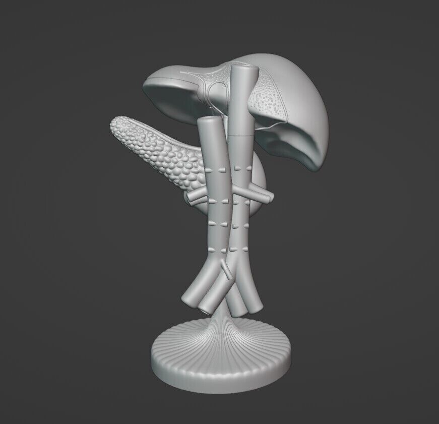 liver pancreas anatomy model 3D STL 3D print model_2