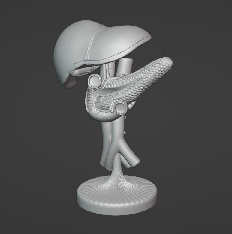 liver pancreas anatomy model 3D STL 3D print model_1