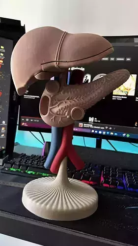 liver pancreas anatomy model 3D STL
