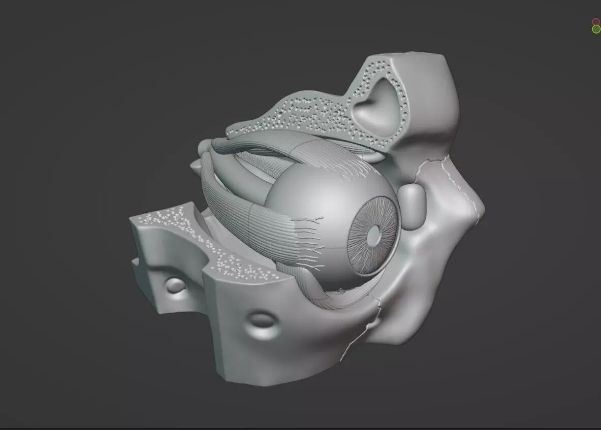Eyes Anatomy Model 3D print model_0