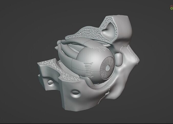 Eyes Anatomy Model 3D print model