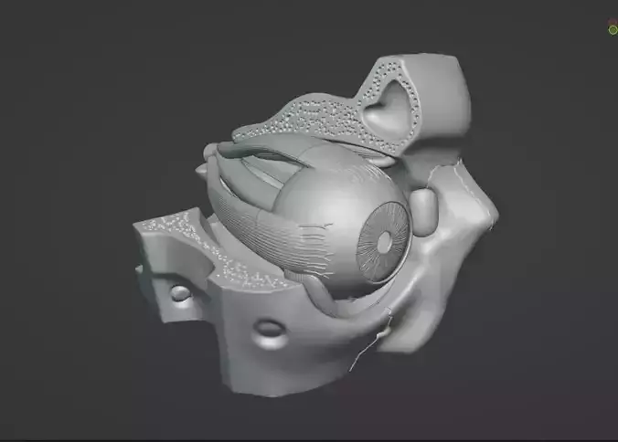 Eyes Anatomy Model