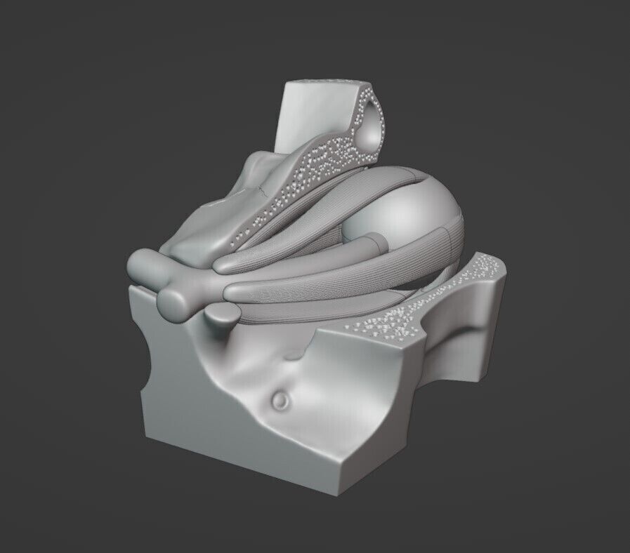 Eyes Anatomy Model 3D print model_2