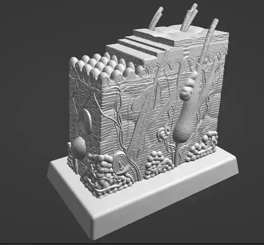 Human Skin Section 3D model