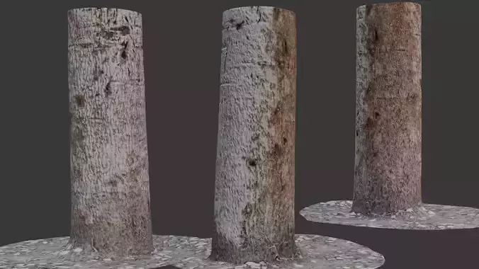 Tree Trunk Scan with Ground Base