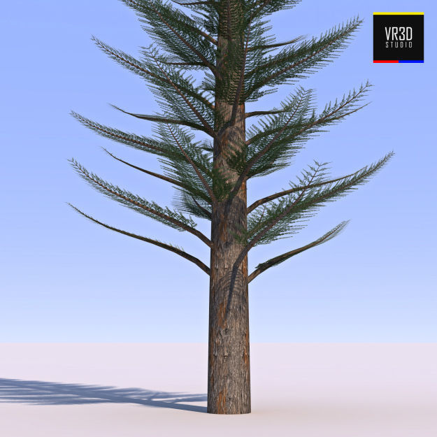 Pine Tree  3D model_2