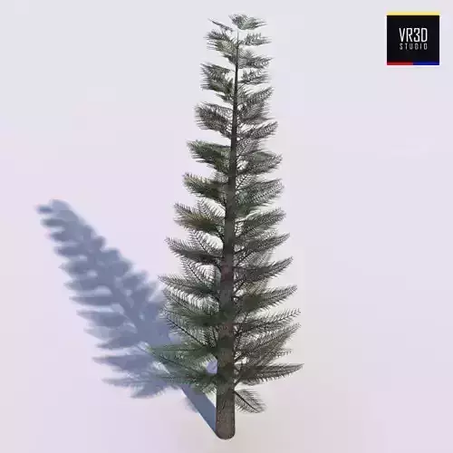 Pine Tree 