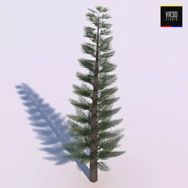 Pine Tree  3D model_0