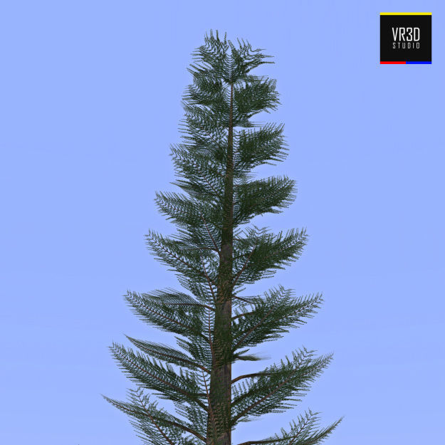 Pine Tree  3D model_3
