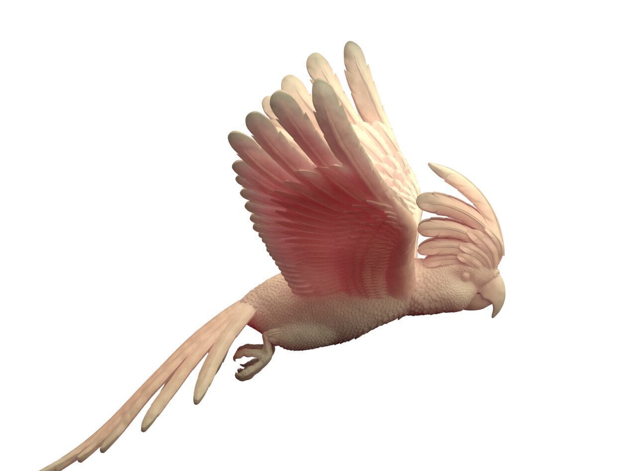 parrot sculpture 3D print model_30