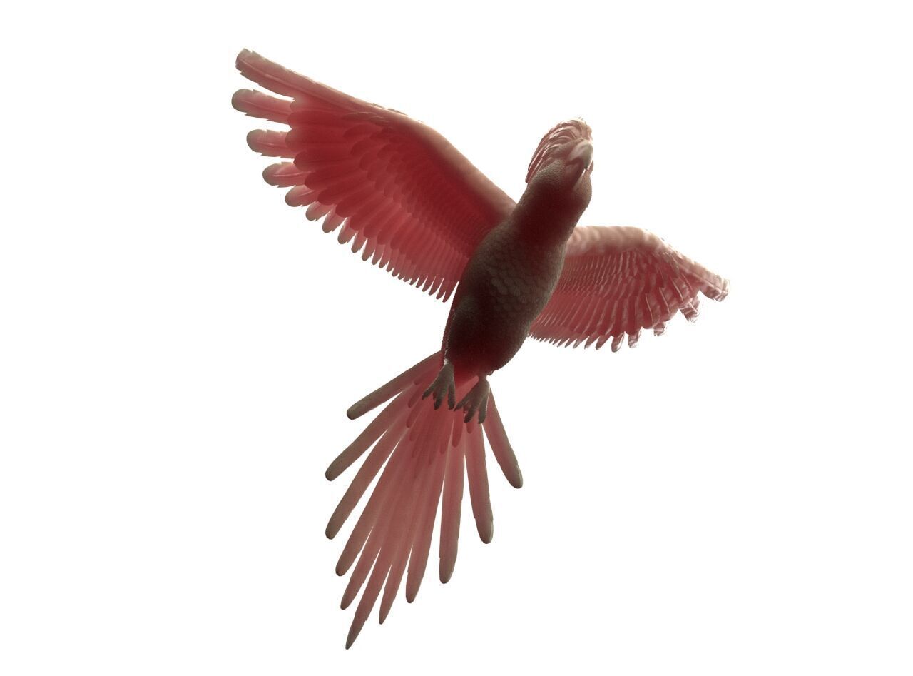 parrot sculpture 3D print model_26