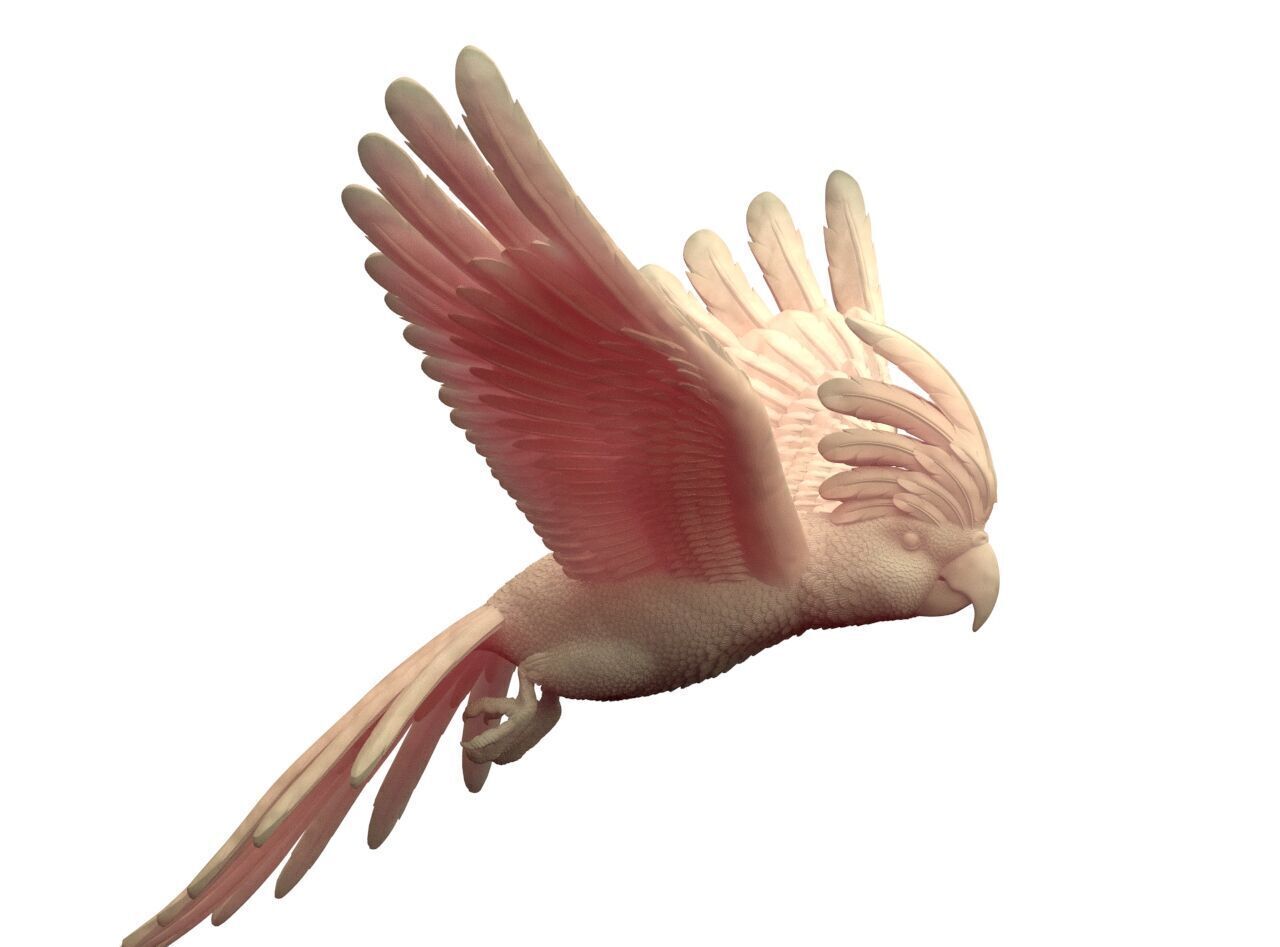 parrot sculpture 3D print model_6