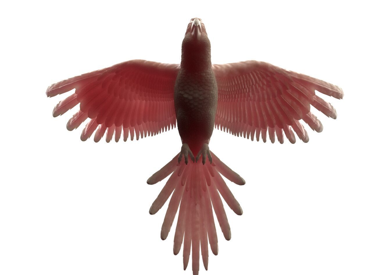 parrot sculpture 3D print model_31