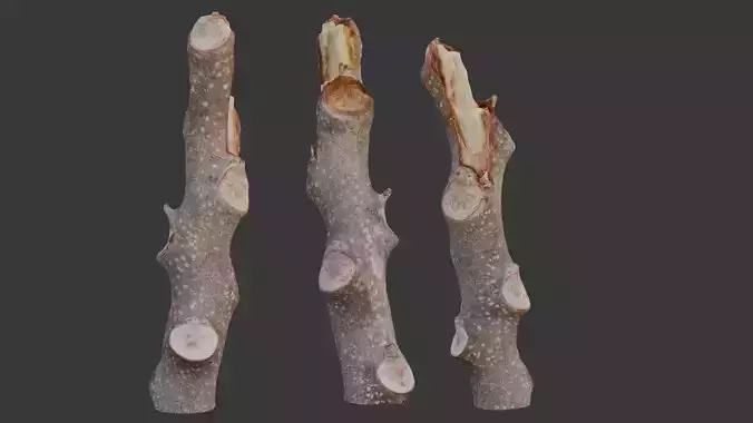 Wood Branch Scan