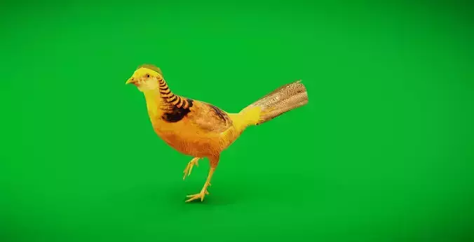 Chinese Golden Pheasant Bird Low-poly 3D model