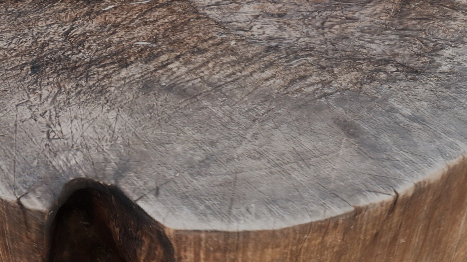 Tree Stump Scan Low-poly 3D model_3