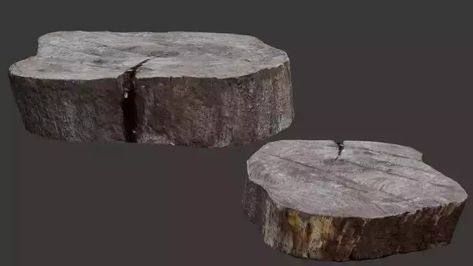 Realistic Tree Stump Slice