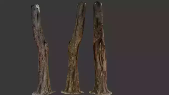 Old Weathered Tree Trunk