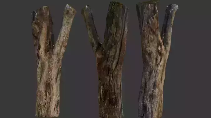 Weathered Tree Stump