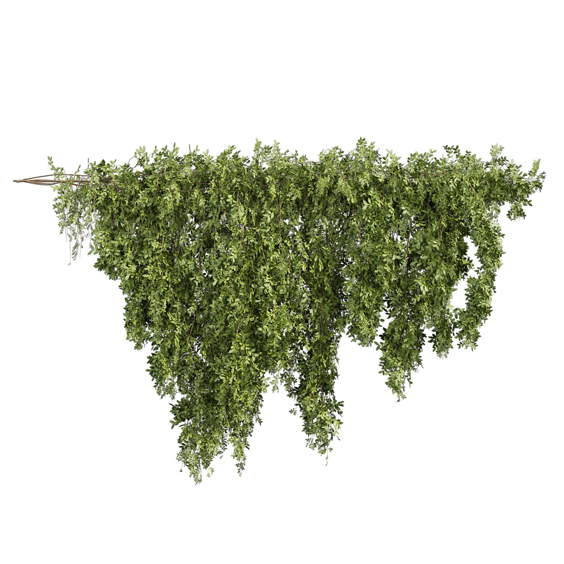 Realistic  - Vol 622 - 3d plant model - Ivy - Creeping 3D model_2