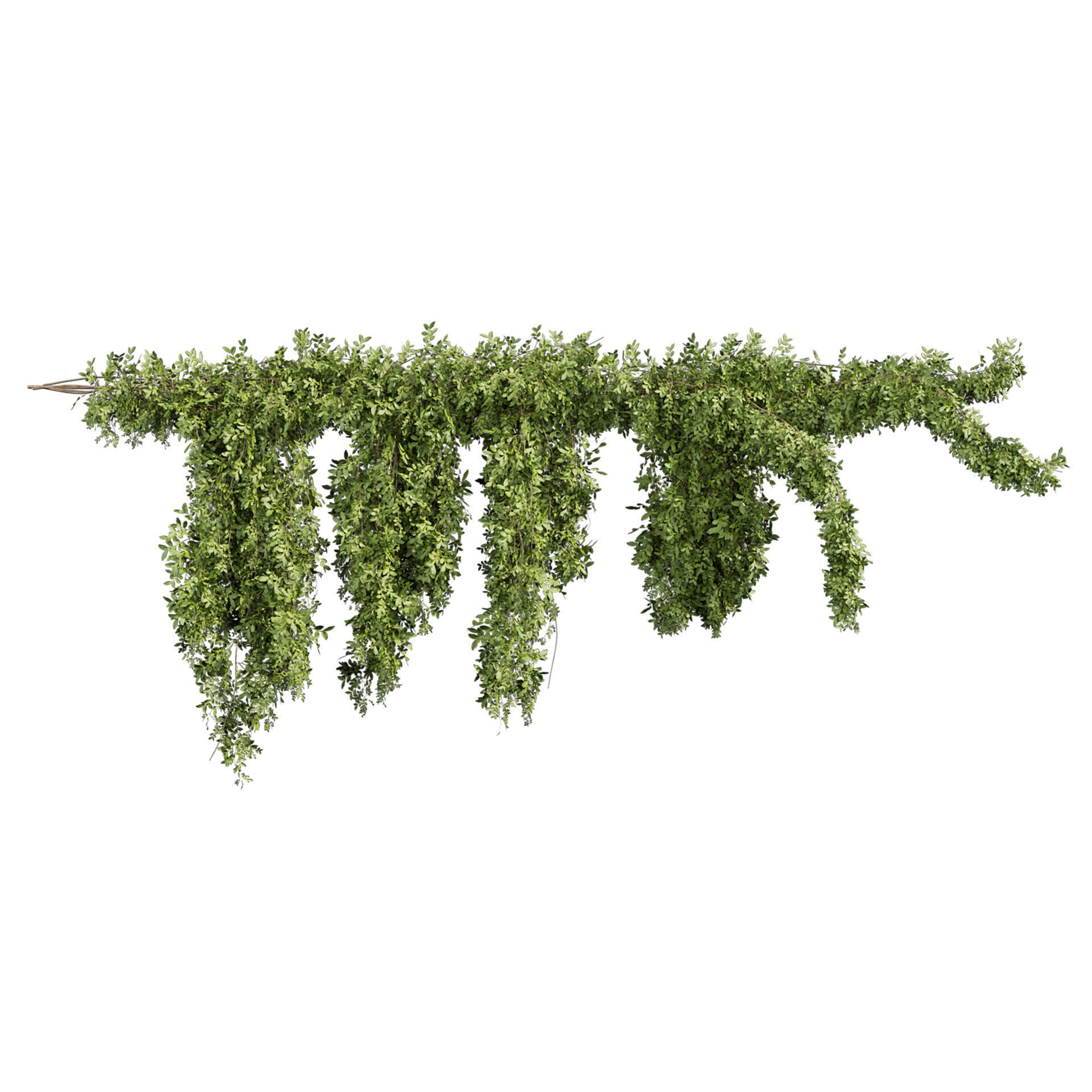 Realistic  - Vol 622 - 3d plant model - Ivy - Creeping 3D model_1