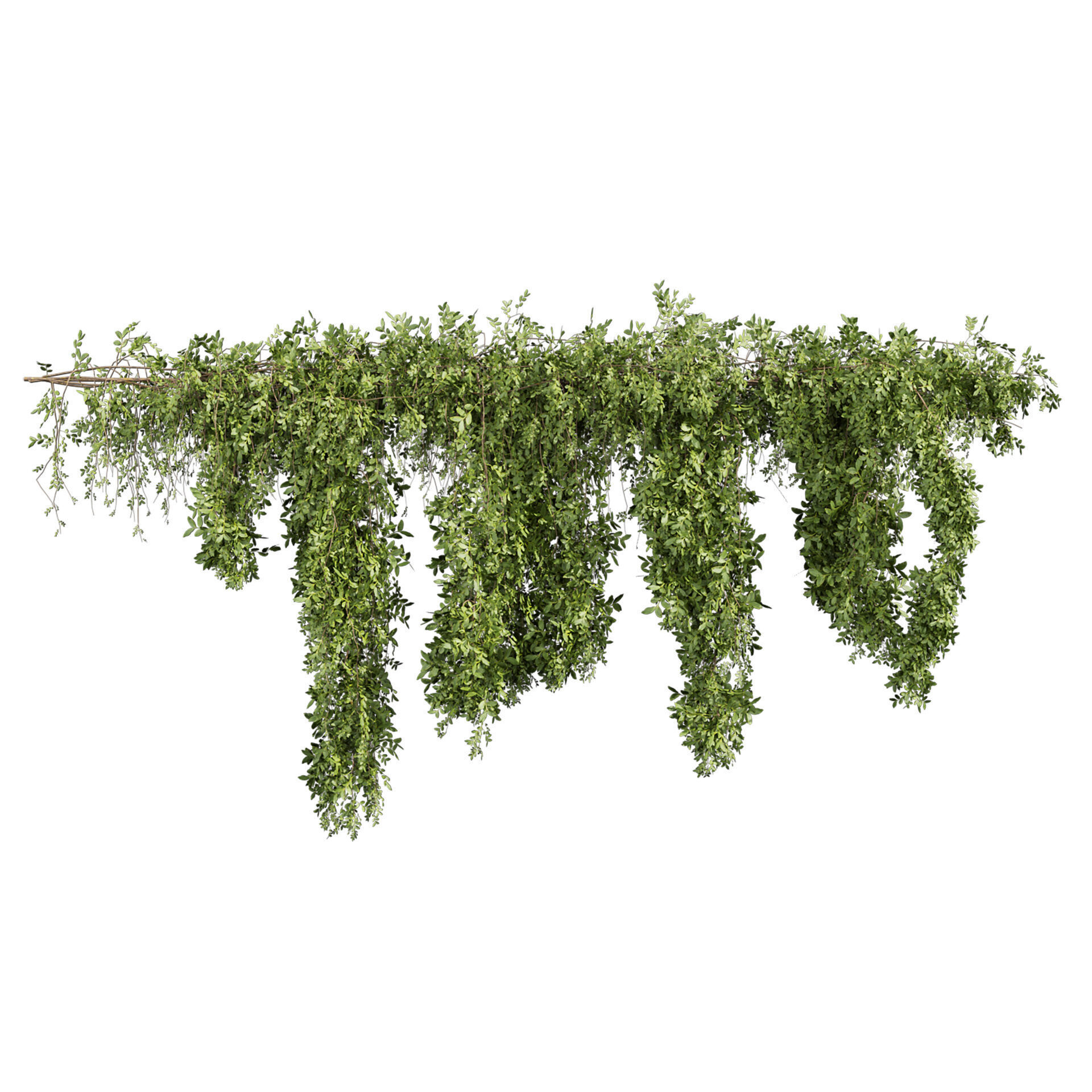 Realistic  - Vol 622 - 3d plant model - Ivy - Creeping 3D model_3