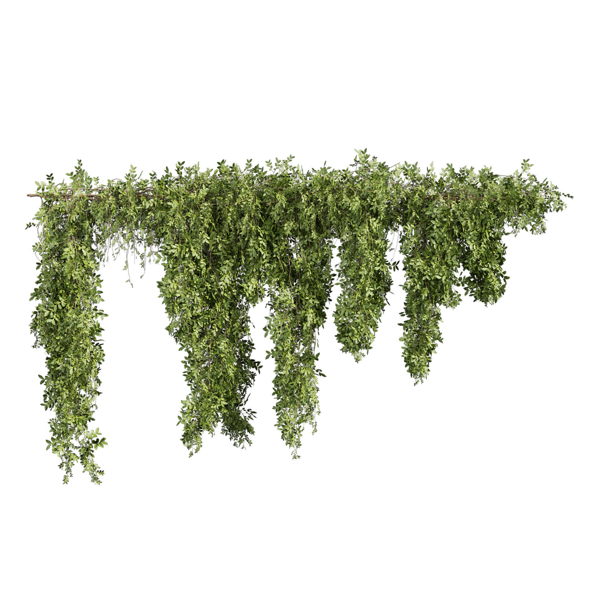 Realistic  - Vol 622 - 3d plant model - Ivy - Creeping 3D model_4