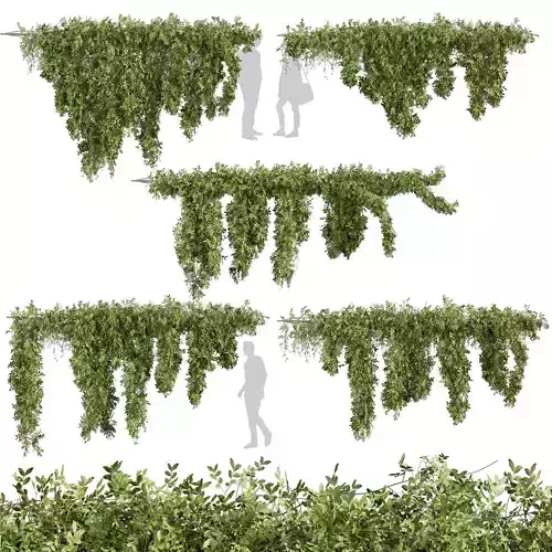Realistic  - Vol 622 - 3d plant model - Ivy - Creeping 3D model