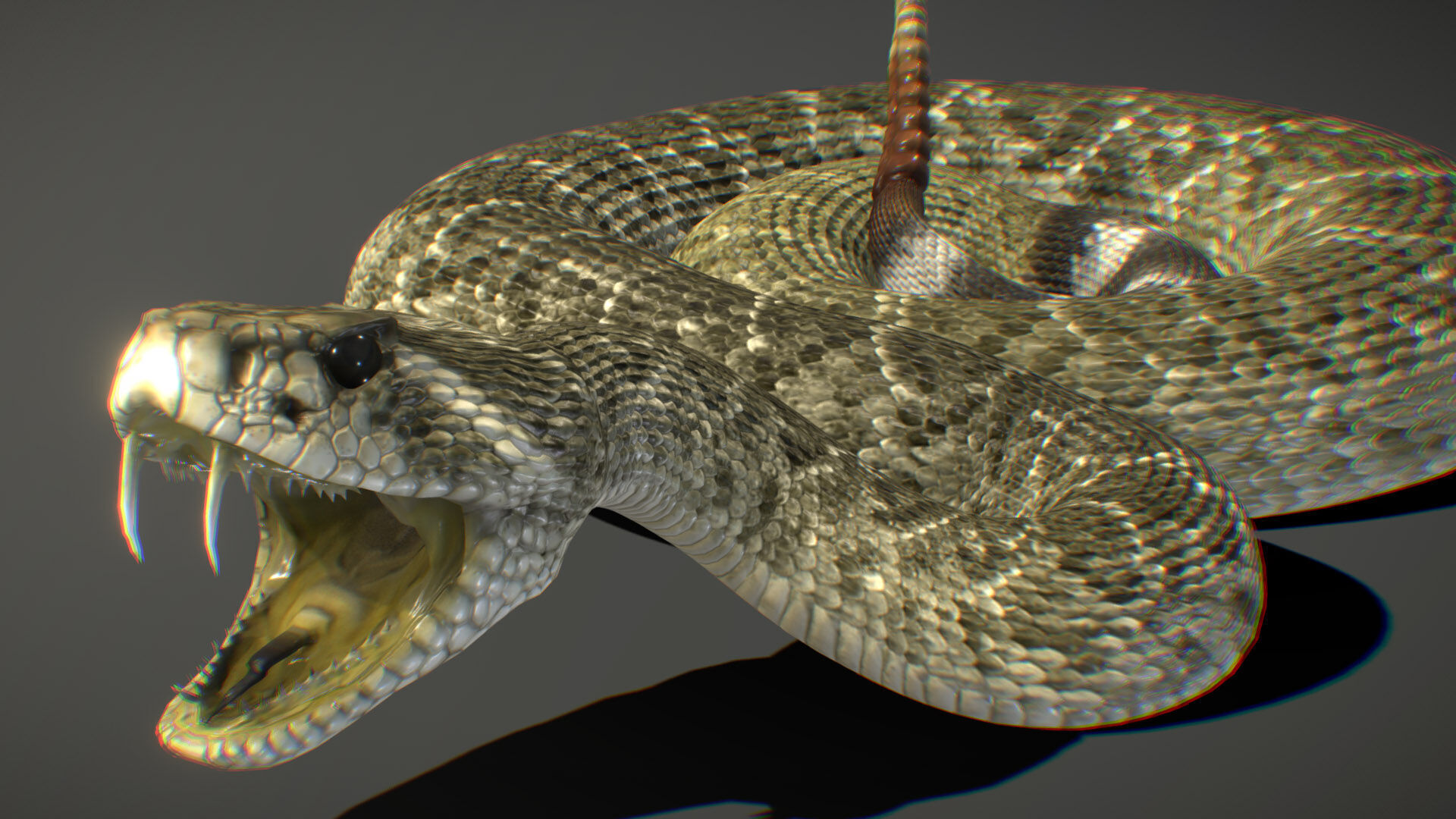 Western Diamondback Rattlesnake 3D model_4