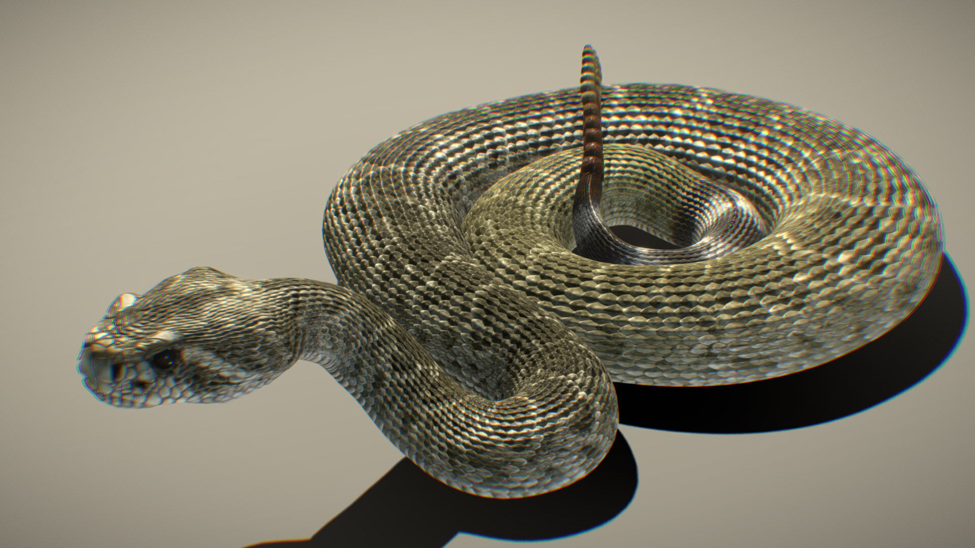 Western Diamondback Rattlesnake 3D model_1