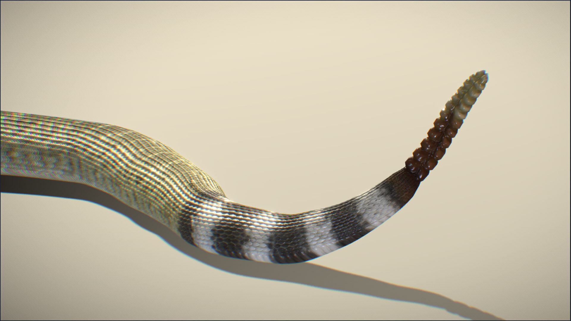 Western Diamondback Rattlesnake 3D model_5